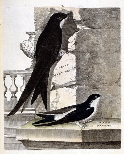 Tabla zoológica (ornitología): Vencejo grande (vencejo negro o apus apus) y vencejo pequeño (golondrina de ventana o delichon urbica). Ilustración en 