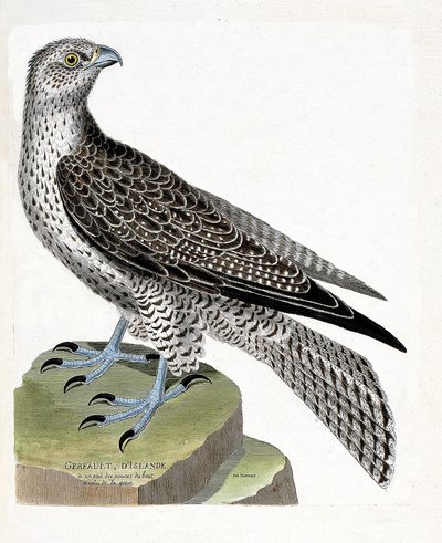 Gráfico zoológico (ornitología): gerfaut islandés (halcón gerfaut o falco rusticolus). Ilustración en “La Historia de los Pájaros, Pintados en Sus Aspectos Aparientes y Sensibles” de Francois Nicolas Martinet (1731-1800). Colección privada de Francois Nicolas Martinet