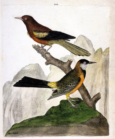 Mirlo de Ilinois (oriole de Baltimore o icterius bonana) y mirlo de Guayana (oriole de Martinica o icterius bonana) en una rama. Ilustración en “La Historia de los Pájaros, Pintados en Sus Aspectos Aparecidos y Sensibles” de Francois Nicolas Martinet (1731 de Francois Nicolas Martinet