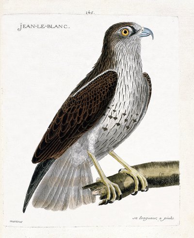 Gráfico zoológico (ornitología): Jean-le-Blanc o Jean le Blanc (circaete Jean Le Blanc o circaetus gallicus) en una rama. Ilustración en “La Historia de los Pájaros, Pintados en Sus Aspectos Aparientes y Sensibles” de Francois Nicolas Martinet (1731-1800) de Francois Nicolas Martinet