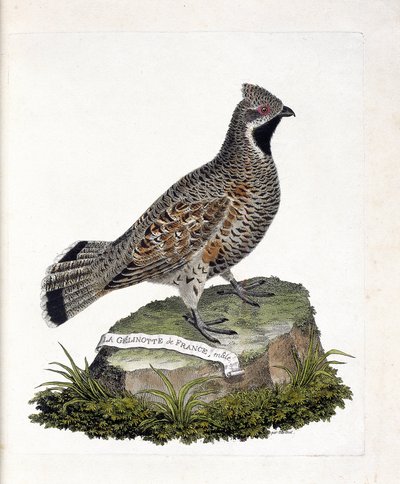 Tabla zoológica (ornitología): La gelinotte de Francia macho (gelinotte des bois o bonasia bonasia). Ilustración en 