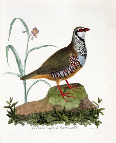 Tabla zoológica (ornitología): La perdiz roja de Francia, macho (perdiz roja o alectoris rufa). Ilustración en 