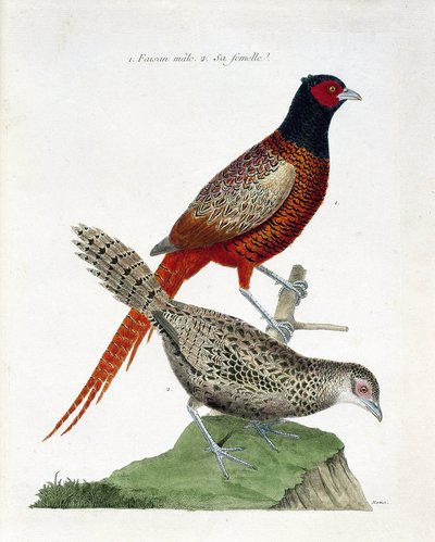 Tabla zoológica (ornitología): Faisán macho y hembra (faisán colchid o Phasianus colchicus). Ilustración en 