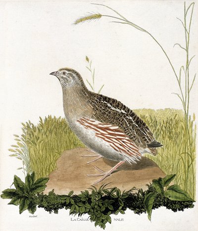 Tabla zoológica (ornitología): Codorniz macho (codorniz azul o coturnix coturnix). Ilustración en 