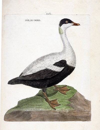 Gráfico zoológico (ornitología): eider común (Somateria mollissima). Ilustración en “La Historia de las Aves, Pintadas en Sus Aspectos Aparientes y Sensibles” de François Nicolas Martinet (1731-1800). Colección privada. de Francois Nicolas Martinet