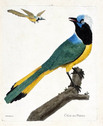 Tabla zoológica (ornitología): arrendajo de Perú (arrendajo verde o cyanocorax yncas) en una rama. Ilustración en “La Historia de las Aves, Pintadas en Sus Aspectos Aparecidos y Sensibles” por Francois Nicolas Martinet (1731-1800). Colección privada de Francois Nicolas Martinet