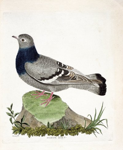 Tabla zoológica (ornitología): Paloma bravía (Columbia livia). Ilustración en “La Historia de las Aves, Pintadas en Sus Aspectos Aparecidos y Sensibles” por Francois Nicolas Martinet (1731-1800). Colección privada de Francois Nicolas Martinet