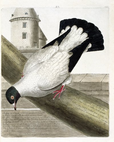 Tabla zoológica (ornitología): La paloma de combate (columba livia). Ilustración en 
