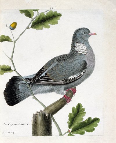 La paloma ramificada (columba palumbus) en una rama. Ilustración en “La Historia de los Pájaros, Pintados en Sus Aspectos Aparecidos y Sensibles” de Francois Nicolas Martinet (1731-1800). Colección privada. de Francois Nicolas Martinet