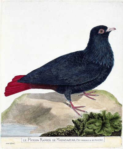Tabla zoológica (ornitología): El palomo ramificado de Madagascar (Founingo azul o alectroenas madagascariensis). Ilustración en 