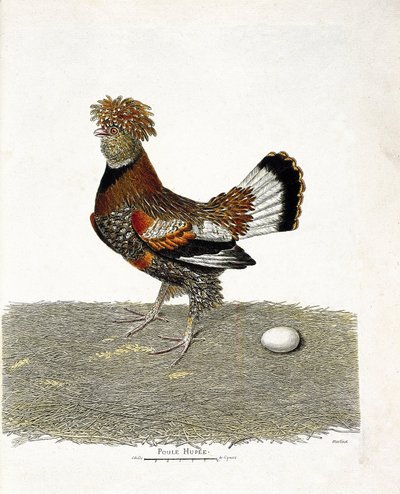 Tabla zoológica (ornitología): La gallina (gallina doméstica o gallus gallus) y su huevo. Ilustración en 