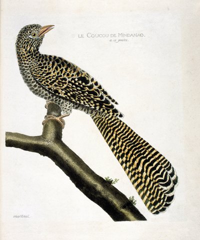 El cuco de Mindanao (koel cuckoo o Eudynamys scolopacea) en una rama. Ilustración en “La Historia de los Pájaros, Pintados en Sus Aspectos Aparecidos y Sensibles” de Francois Nicolas Martinet (1731-1800). Colección privada. de Francois Nicolas Martinet
