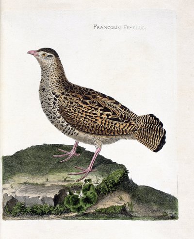 Tabla zoológica (ornitología): La francolina hembra (francolin negro o francolinus francolinus). Ilustración en 