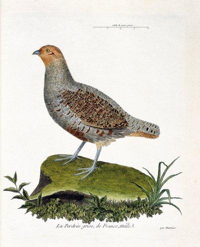 Tabla zoológica (ornitología): La perdiz gris de Francia, macho (perdiz gris o perdiz). Ilustración en 