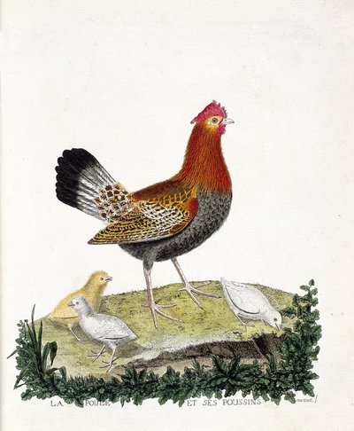 Tabla zoológica (ornitología): La gallina y sus polluelos (gallina doméstica o gallus gallus). Ilustración en “La Historia de las Aves, Pintadas en Sus Aspectos Aparecidos y Sensibles” por Francois Nicolas Martinet (1731-1800). Colección privada de Francois Nicolas Martinet