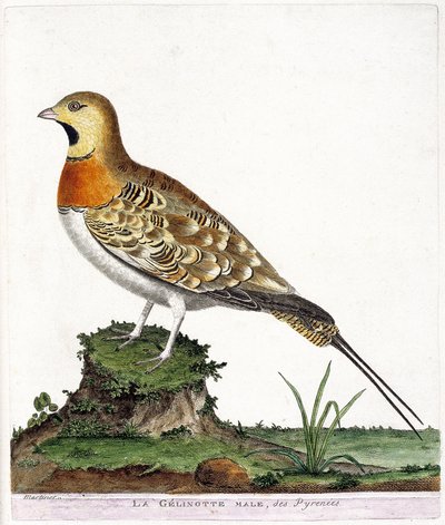 Tabla zoológica (ornitología): El macho gelinotte de los Pirineos (Ganga cata o pterocles alchata). Ilustración en 