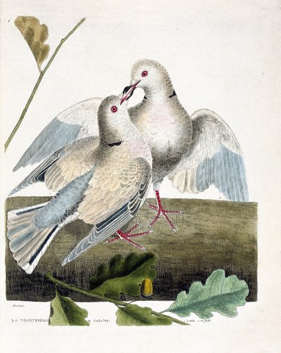 Tabla zoológica (ornitología): La tórtola de cuello (tórtola rosada y gris o streptopelia roseogrisea). Ilustración en 