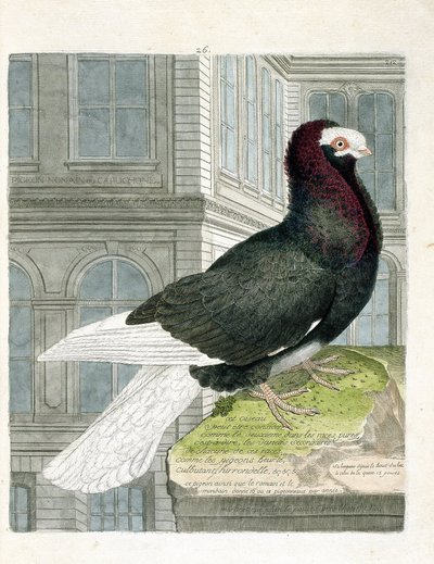 Tabla zoológica (ornitología): El palomo capuchón (palomo enano o columba livia). Ilustración en 