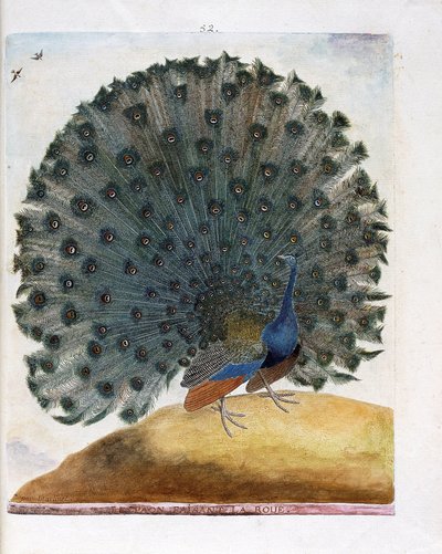 Tabla zoológica (ornitología): El pavo real haciendo la rueda (pavo real azul o Pavo cristatus). Ilustración en 