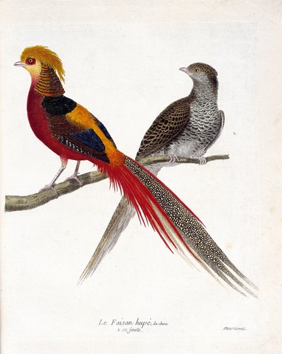 Tabla zoológica (ornitología): El faisán de China y su hembra (faisán dorado y chrysolophus) en una rama. Ilustración en 