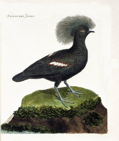 El faisán de la India (goura crown o goura cristata). Ilustración en “La Historia de los Pájaros, Pintados en Sus Aspectos Aparecidos y Sensibles” de Francois Nicolas Martinet (1731-1800). Colección privada. de Francois Nicolas Martinet
