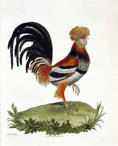 Tabla zoológica (ornitología): El gallo (gallo doméstico o gallus gallus). Ilustración en 