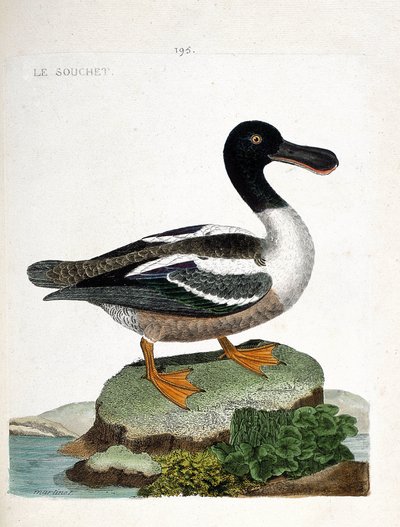 El strain (strainberry de pato o anas clypeata). Ilustración en “La Historia de los Pájaros, Pintados en Sus Aspectos Aparecidos y Sensibles” de Francois Nicolas Martinet (1731-1800). Colección privada. de Francois Nicolas Martinet