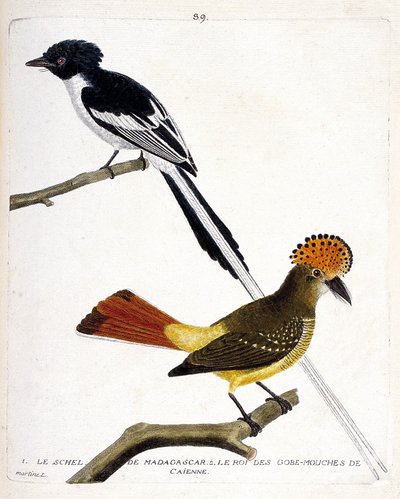 Tabla zoológica (ornitología). Arriba: schel de Madagascar (chitrec malgache o terpsiphone mutata). Año bajo: Rey del gobio mosca (gobemouche o gobio mosca) de Caienne (reyezuelo coronado o onychorhynchus coronatus). Ilustración en 