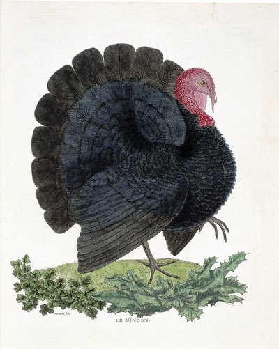 Carta zoológica (ornitología): Pavo (pavo doméstico o Melaeagris gallopavo). Ilustración en “La Historia de los Pájaros, Pintados en Sus Aspectos Aparecidos y Sensibles” por Francois Nicolas Martinet (1731-1800) de Francois Nicolas Martinet