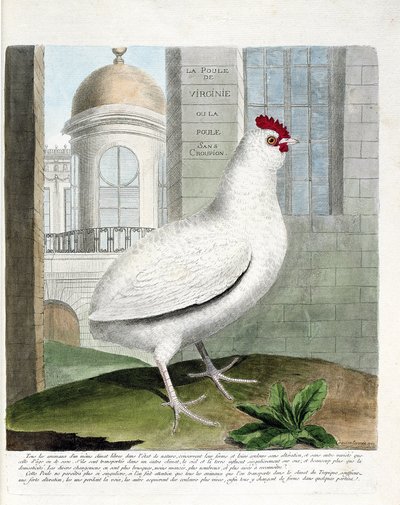 Tabla zoológica (ornitología): Gallina de Virginia o gallinas sin rabadilla (gallina doméstica iu gallus gallus). Ilustración en “La Historia de las Aves, Pintadas en Sus Aspectos Aparecidos y Sensibles” por Francois Nicolas Martinet (1731-1800). Colección de Francois Nicolas Martinet