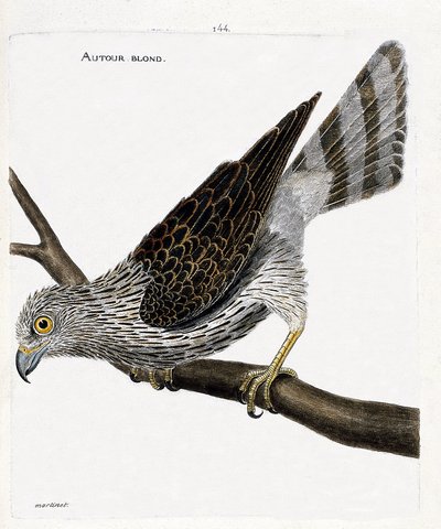 Tabla zoológica (ornitología): alrededor rubio (azores alrededor o accipiter gentilis) en una rama. Ilustración en 