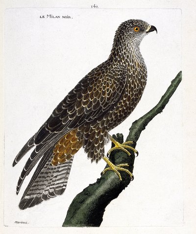 Milvus migrans negro en una rama. Ilustración en “La Historia de los Pájaros, Pintados en Sus Aspectos Aparecidos y Sensibles” de Francois Nicolas Martinet (1731-1800). Colección privada. de Francois Nicolas Martinet