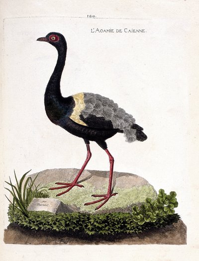 Gráfico zoológico (ornitología): agami de Cayena (Psophia crepitans). Ilustración en “La Historia de las Aves, Pintadas en Sus Aspectos Aparientes y Sensibles” de François Nicolas Martinet (1731-1800). Colección privada. de Francois Nicolas Martinet