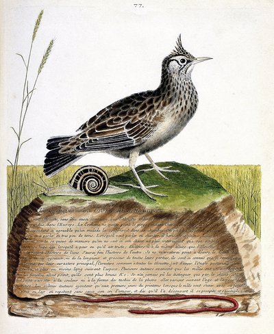 Cochevis (cochevis huppe o Galerida cristata). Ilustración en “La Historia de los Pájaros, Pintados en Sus Aspectos Aparecidos y Sensibles” de Francois Nicolas Martinet (1731-1800). Colección privada. de Francois Nicolas Martinet