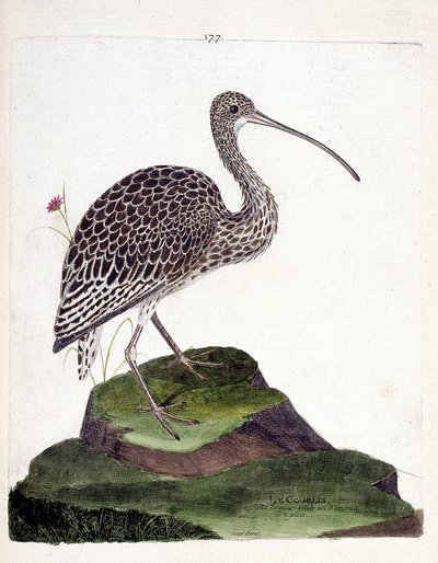 Gráfico zoológico (ornitología): zarapito (zarapito cenizo o numenius arquata). Ilustración en “La Historia de los Pájaros, Pintados en Sus Aspectos Aparientes y Sensibles” de Francois Nicolas Martinet (1731-1800). Colección privada de Francois Nicolas Martinet