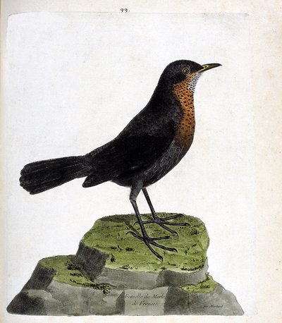 Gráfico zoológico (ornitología): mirlo hembra (mirlo negro o turdus merula). Ilustración en “La Historia de los Pájaros, Pintados en Sus Aspectos Aparientes y Sensibles” de Francois Nicolas Martinet (1731-1800). Colección privada de Francois Nicolas Martinet