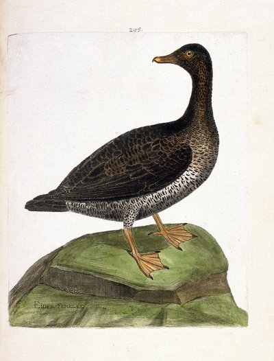 Carta zoológica (ornitología): eider hembra (eider a down o somateria mollissima). Ilustración en “La Historia de los Pájaros, Pintados en Sus Aspectos Aparientes y Sensibles” de Francois Nicolas Martinet (1731-1800). Colección privada. de Francois Nicolas Martinet