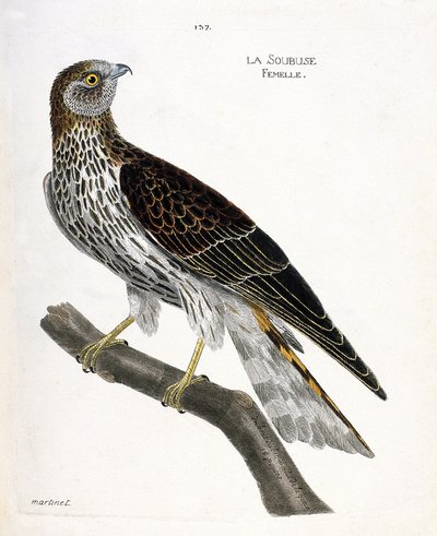 Gráfico zoológico (ornitología): hembra de soubuse (busard saint martin o circus cyaneus) en una rama. Ilustración en “La Historia de los Pájaros, Pintados en Sus Aspectos Aparientes y Sensibles” de Francois Nicolas Martinet (1731-1800). Colección privada de Francois Nicolas Martinet