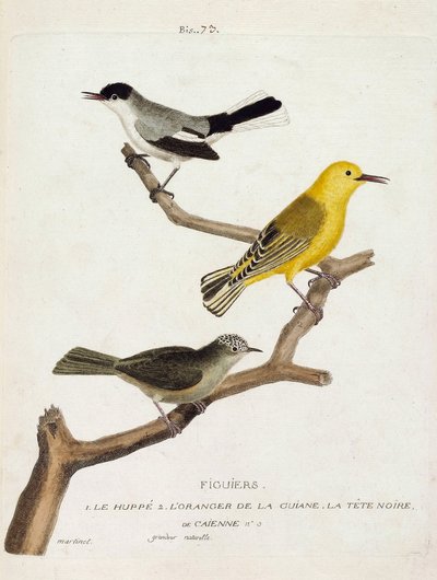 Tabla zoológica (ornitología): higueras. De abajo a arriba: la abubilla (gobemoucheron de california o polioptila california), la naranja de la guiana (reyezuelo anaranjado o protonotaria citrea) y la cabeza negra de Caienne (gobemoucheron tropical o polio de Francois Nicolas Martinet