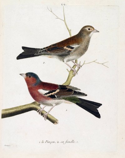 Tabla zoológica (ornitología): de abajo a arriba: El pinzón y su hembra (pinzón de árbol o fringilla coelebs) en una rama. Ilustración en 
