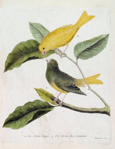 Tabla zoológica (ornitología): de abajo hacia arriba: El serín hupe (serín de los canarios o serinus canaria) y el serín de los canarios en una rama. Ilustración en “La Historia de las Aves, Pintadas en Sus Aspectos Aparecidos y Sensibles” por Francois Nic de Francois Nicolas Martinet