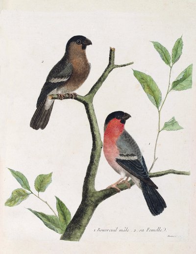 Tabla zoológica (ornitología): de abajo hacia arriba: macho y hembra de camachuelo (camachuelo común o pyrrhula pyrrhula) en una rama. Ilustración en “La Historia de las Aves, Pintadas en Sus Aspectos Aparecidos y Sensibles” por François Nicolas Martinet ( de Francois Nicolas Martinet