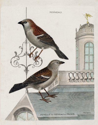 Tabla zoológica (ornitología): de arriba a abajo: Gorrión y hembra del gorrión de Francia (gorrión doméstico o pass domesticus). Ilustración en 