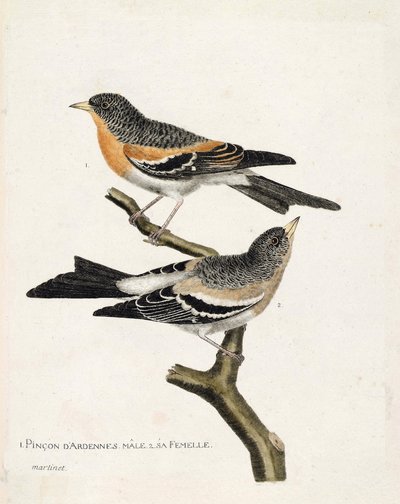 De arriba a abajo: El pinzón macho y hembra de las Ardenas (pinzón del norte o fringilla montifringilla) en una rama. Ilustración en “La Historia de los Pájaros, Pintados en Sus Aspectos Aparecidos y Sensibles” de Francois Nicolas Martinet (1731-1800). de Francois Nicolas Martinet