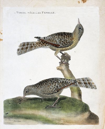 Tabla zoológica (ornitología): de arriba a abajo: El torcol macho y su hembra (Torcol Fourmilier o Jynx torquilla). Ilustración en 