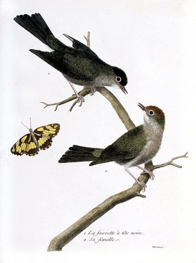 Gráfico zoológico (ornitología): de arriba a abajo: el halcón de cabeza negra y su hembra (Sylvia atricapilla) en una rama. Ilustración en “La Historia de los Pájaros, Pintados en Sus Aspectos Aparientes y Sensibles” de Francois Nicolas Martinet (1731-1800 de Francois Nicolas Martinet