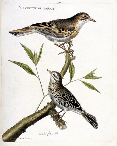 Tabla zoológica (ornitología): de arriba a abajo: la alondra de los pantanos (pipit rousseline o anthus campestris) y el cujelier (pipit farlouse o anthus pratensis) en una rama. Ilustración en 