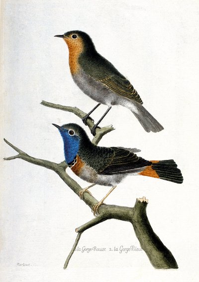 Gráfico zoológico (ornitología): de arriba a abajo: el petirrojo (petirrojo o erithacus rubecula) y el ruiseñor azul (ruiseñor azul o luscinia svecica) en una rama. Ilustración en “La Historia de los Pájaros, Pintados en Sus Aspectos Aparientes y Sensibles de Francois Nicolas Martinet