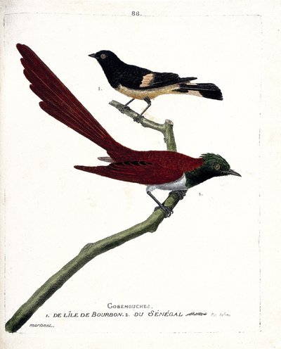 Tabla zoológica (ornitología): gobemouche de la isla de bourbon (Shama de Madagascar o copsychus albospecularis) y gobemouche de Senegal (tchitrec de paradis o terpsiphone paradisii). Ilustración en “La Historia de las Aves, Pintadas en Sus Aspectos Aparec de Francois Nicolas Martinet