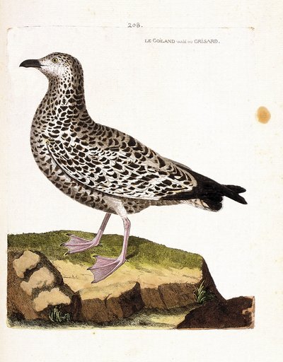 Tabla zoológica (ornitología): goiland variado o grisard (gaviota o larus sp). Ilustración en “La Historia de las Aves, Pintadas en Sus Aspectos Aparecidos y Sensibles” por Francois Nicolas Martinet (1731-1800). Colección privada de Francois Nicolas Martinet
